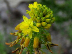 Bulbine lagopus
