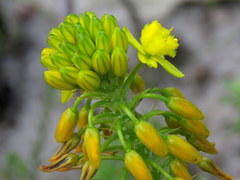 Bulbine lagopus