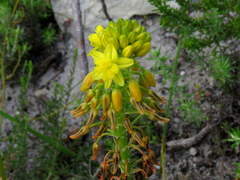 Bulbine lagopus