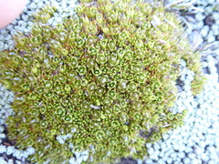 Colobanthus brevisepalus