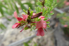 Indigofera stricta