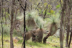 Xanthorrhoea quadrangulata