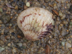 Gafrarium pectinatum