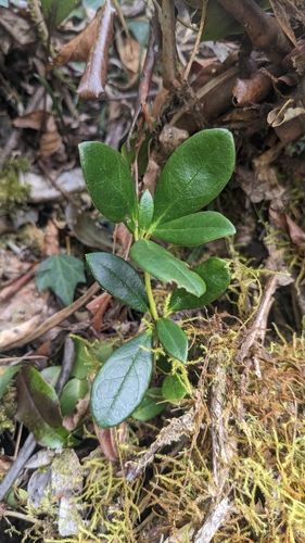 Rhododendron kawakamii, photograph 3