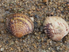 Gafrarium pectinatum