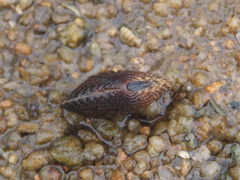 Gafrarium pectinatum