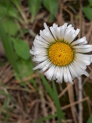 Bellis perennis image