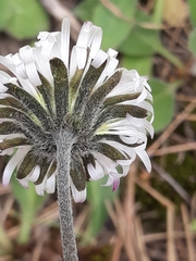 Bellis perennis image