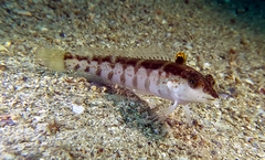 Wavy Grubfish photo 3