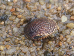 Gafrarium pectinatum