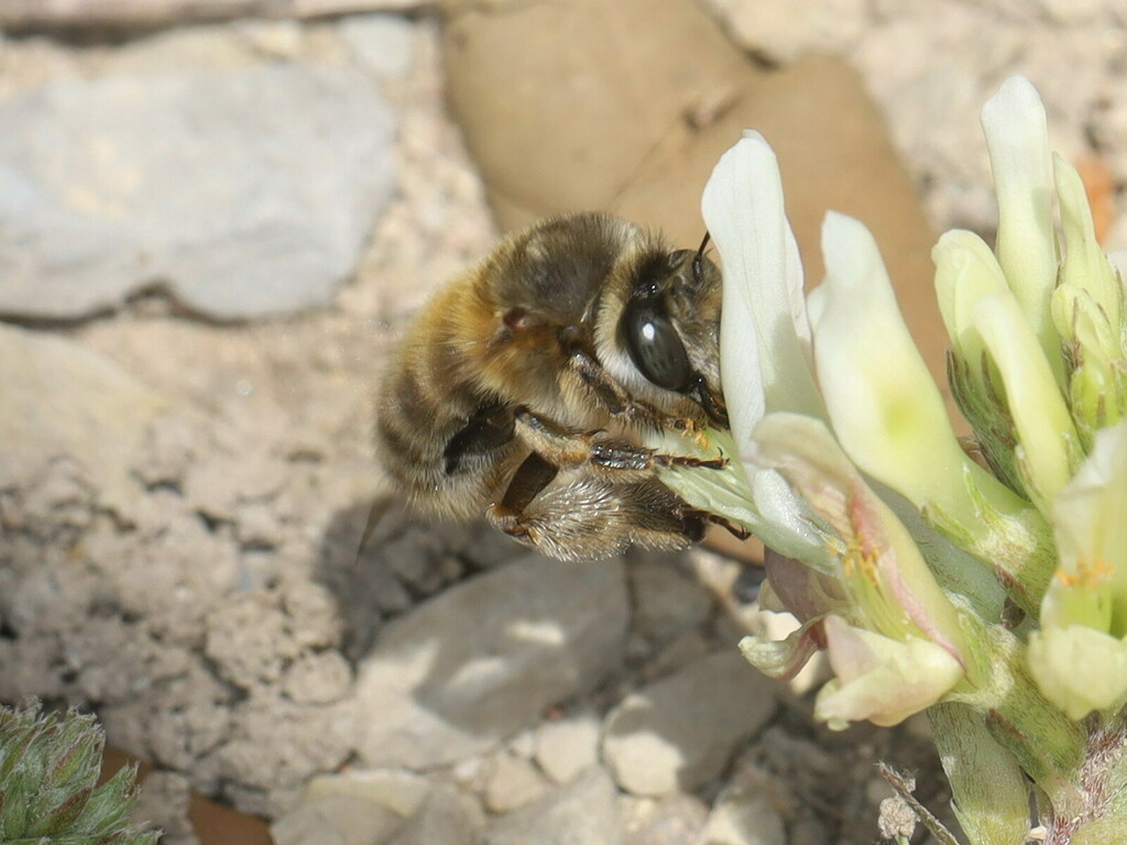 Anthophora mucida