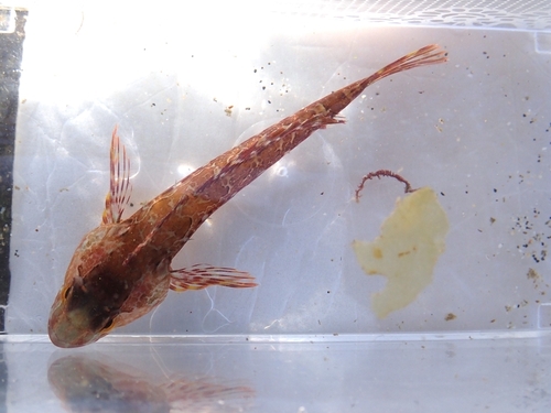 Marbled sculpin (Pseudoblennius marmoratus) — Cottidae — 3