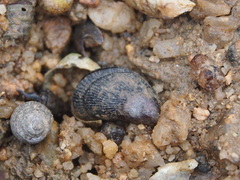 Septifer bilocularis