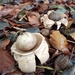 Collared Earthstar - Photo (c) cb_5000, some rights reserved (CC BY-NC)