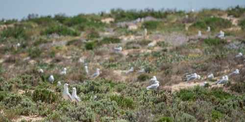 Audouin's Gull