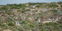 Audouin's Gull photo 6
