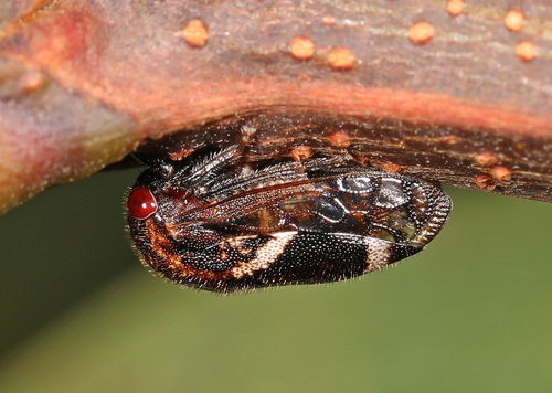 Black locust treehopper photo 5