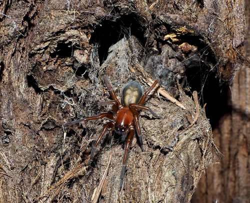 Callobius olympus