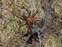 Callobius olympus