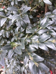 Buxus