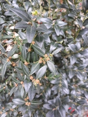 Buxus