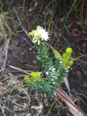 Agathosma planifolia