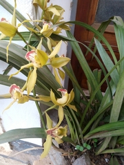 Cymbidium lowianum