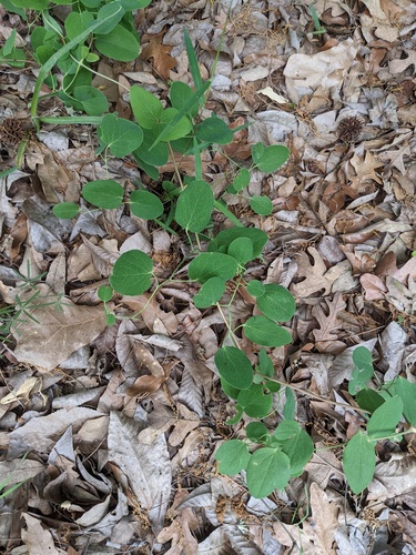 Clematis carrizoensis, photograph 6