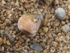 Anomalodiscus squamosus