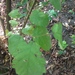 Corylus cornuta cornuta - Photo (c) cgdbpbbmm, μερικά δικαιώματα διατηρούνται (CC BY-NC)
