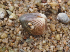 Anomalodiscus squamosus