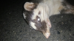 Melogale subaurantiaca