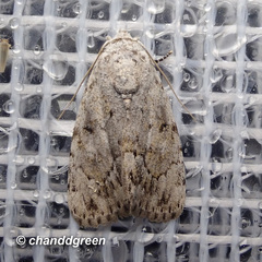 Barasa acronyctoides