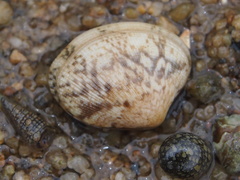 Ruditapes philippinarum