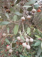 Sarcolaena oblongifolia