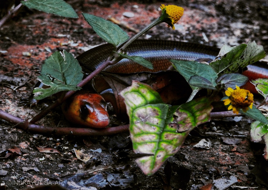 Peninsular Supple Skink