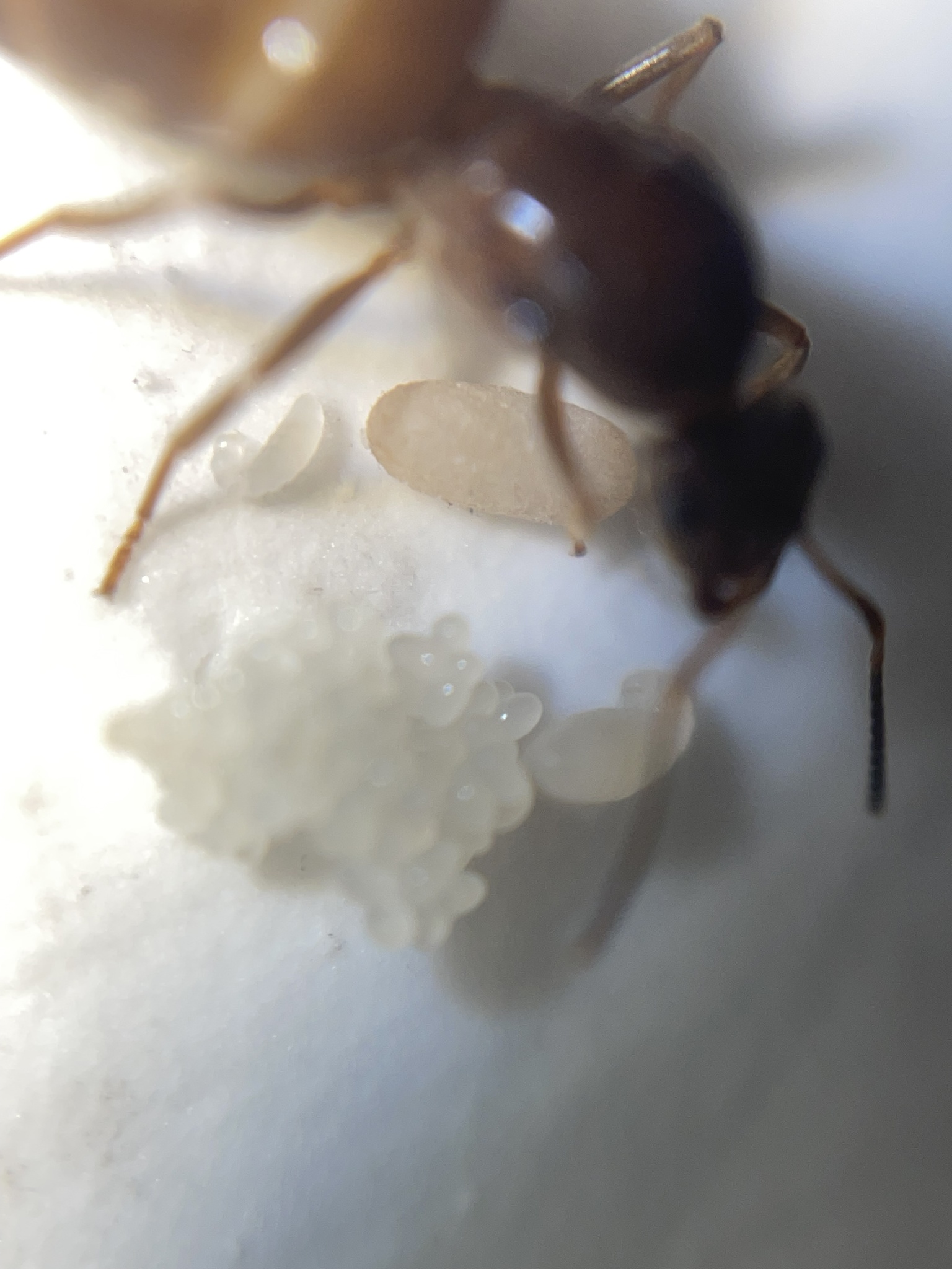 Lasius productus