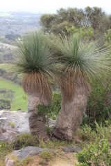 Xanthorrhoea quadrangulata