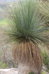 Xanthorrhoea quadrangulata