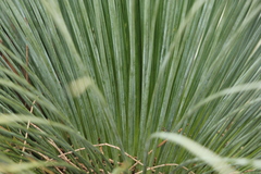 Xanthorrhoea quadrangulata