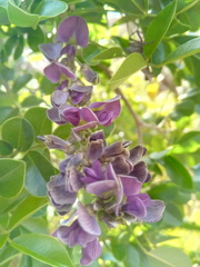 Mundulea