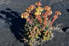 Aeonium spathulatum image