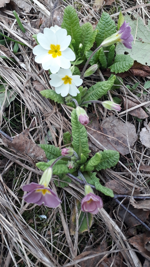 Primroses from Первомайский район, Минск, Беларусь