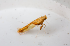Caloptilia hemidactylella