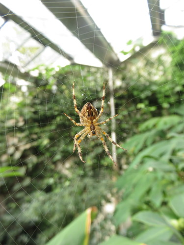 European garden spider