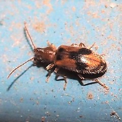Notoxus desertus