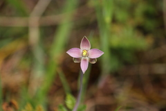 Thelymitra luteocilium