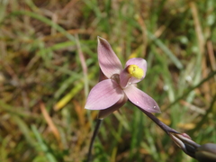 Thelymitra luteocilium