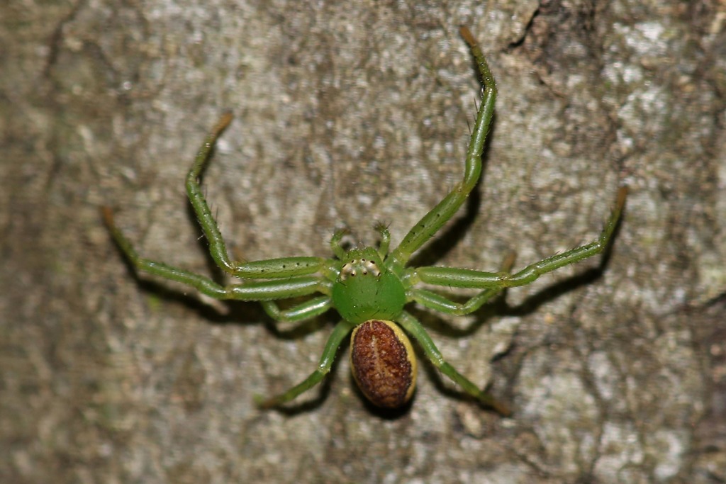 Flower Spiders