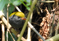 Slaty-Bellied Tesia photo 4